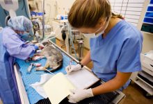 Advanced Veterinary Surgery in NYC