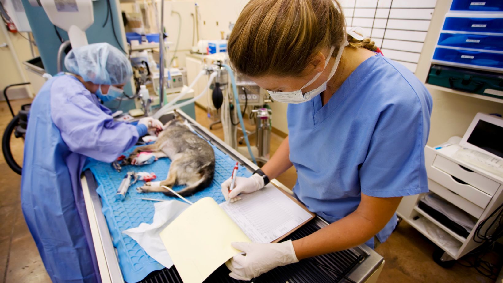 Advanced Veterinary Surgery in NYC