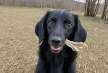 Goat Ears for Dogs